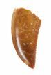 Serrated Raptor Tooth - Morocco #62179-1